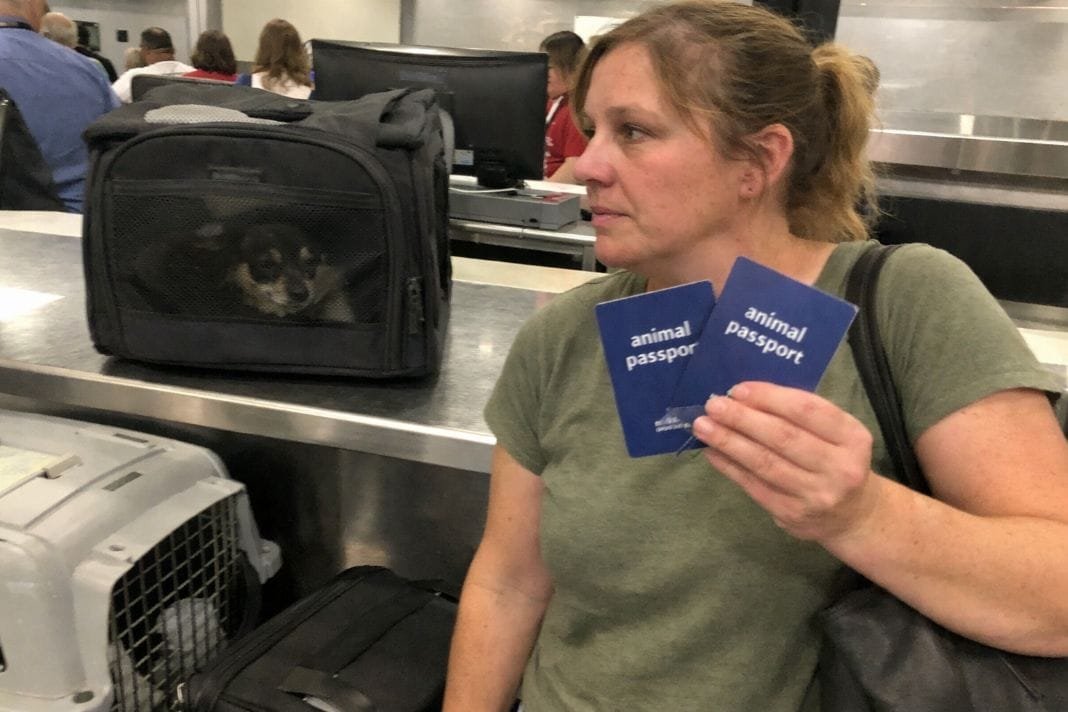 An illustrative image of a pet owner at a busy airport check-in counter holding two animal passports