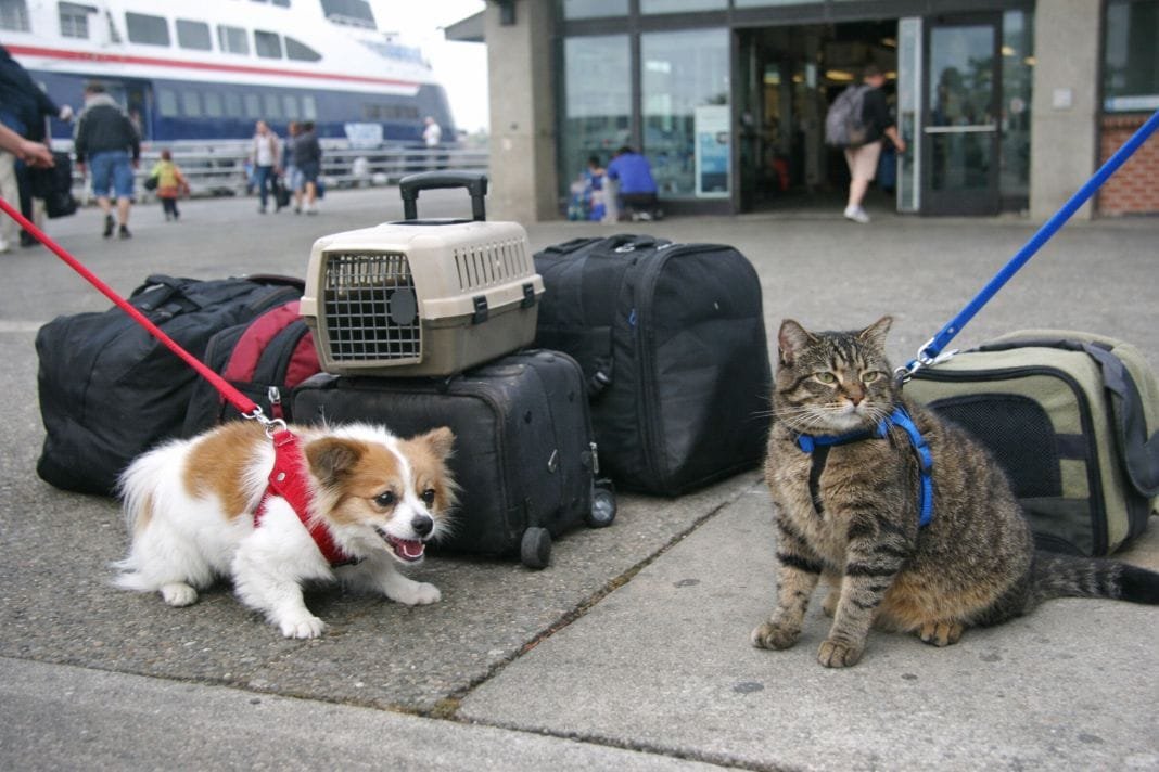 An illustrative image of two pets being walked on leads outside a ferry terminal