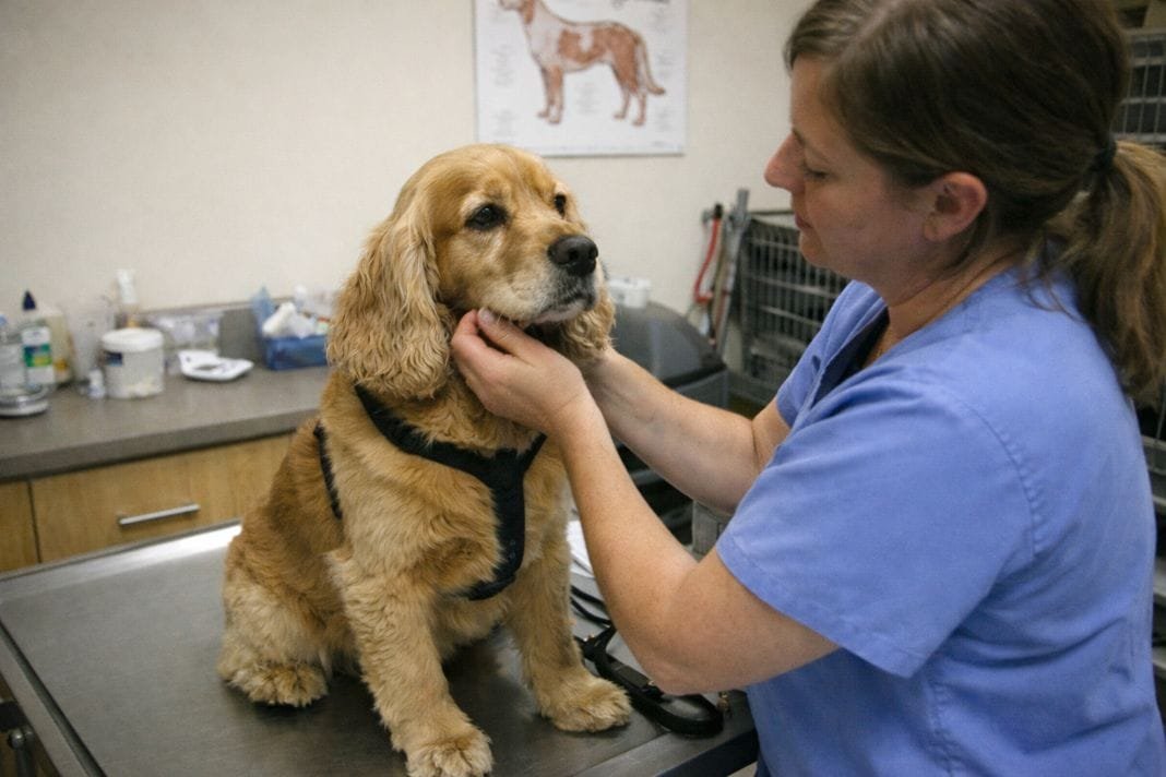 An illustrative image of a dog being gently examined by a vet in a clinic setting before travel preparation