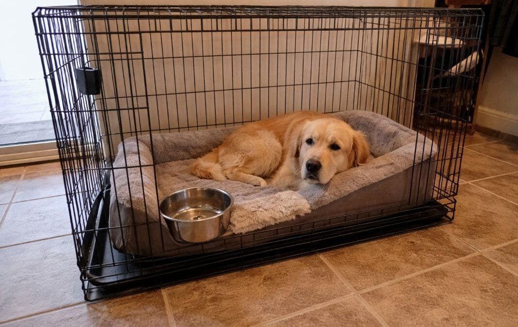 What Does a Full-Service Pet Travel Company Actually Handle?
