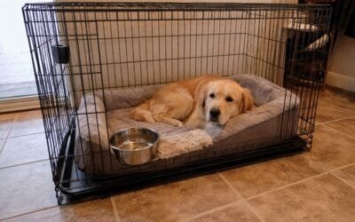 What Does a Full-Service Pet Travel Company Actually Handle?