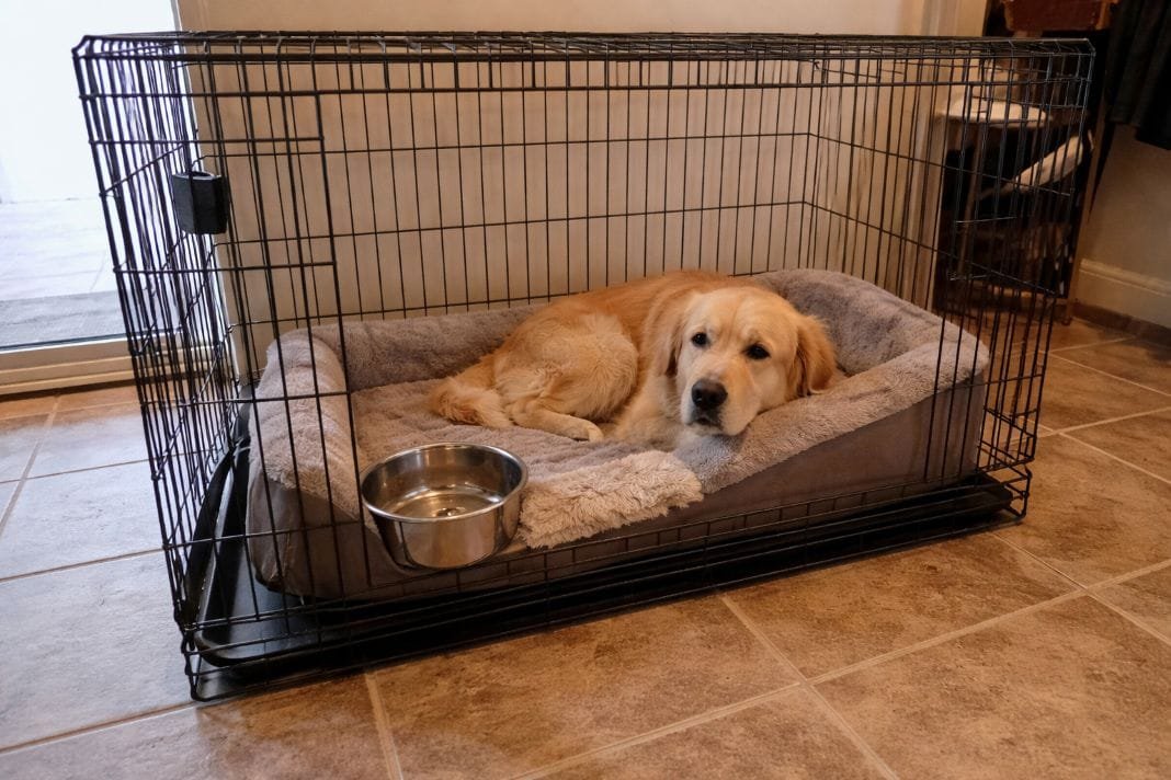 An illustrative image of a pet resting inside a spacious crate with water bowl and bedding