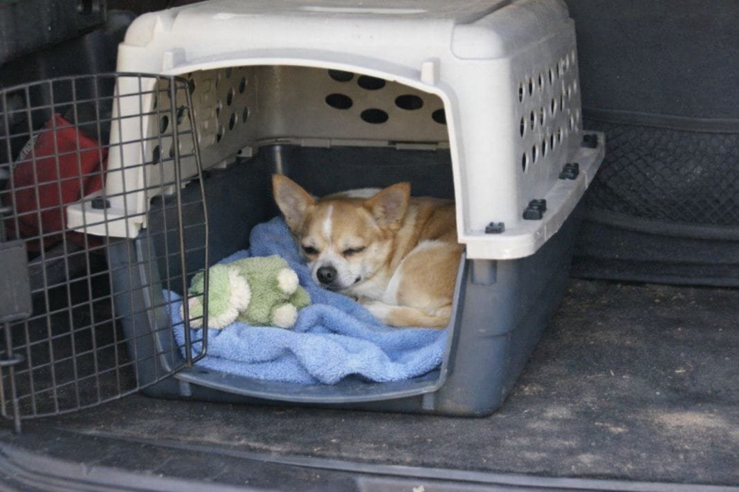 An illustrative image of a pet, such as a small dog or cat, relaxing inside a well-ventilated travel crate with a blanket and favourite toy