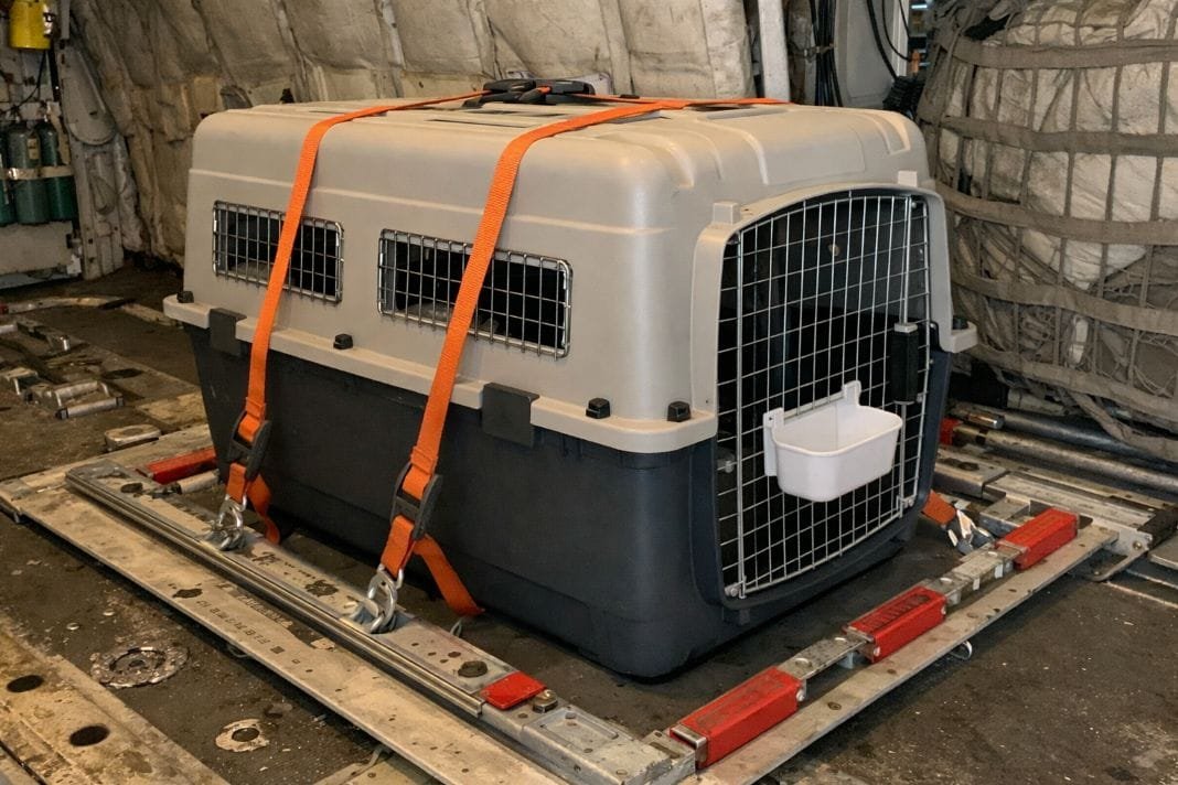 Secured pet travel crate on transport dolly for airport pet shipping service - Illustrative Image