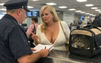 What Happens If Your Pet’s Paperwork Is Wrong at the Border?