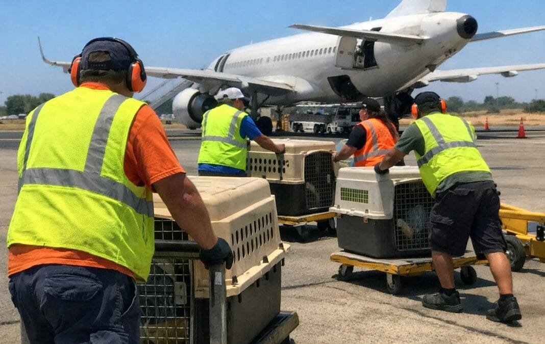 What to do when your pet’s summer flight gets rescheduled because of the weather