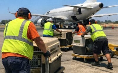 What to do when your pet’s summer flight gets rescheduled because of the weather