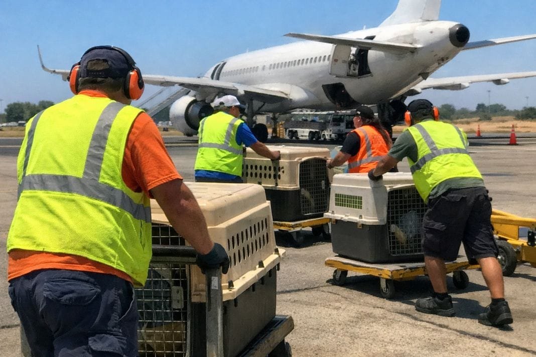 An illustrative image of people moving animal crates towards a waiting aircraft An illustrative image of people moving animal crates towards a waiting aircraft