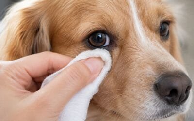 How to Clean Your Dog’s Eyes Before a Flight to Stop Tear Stains