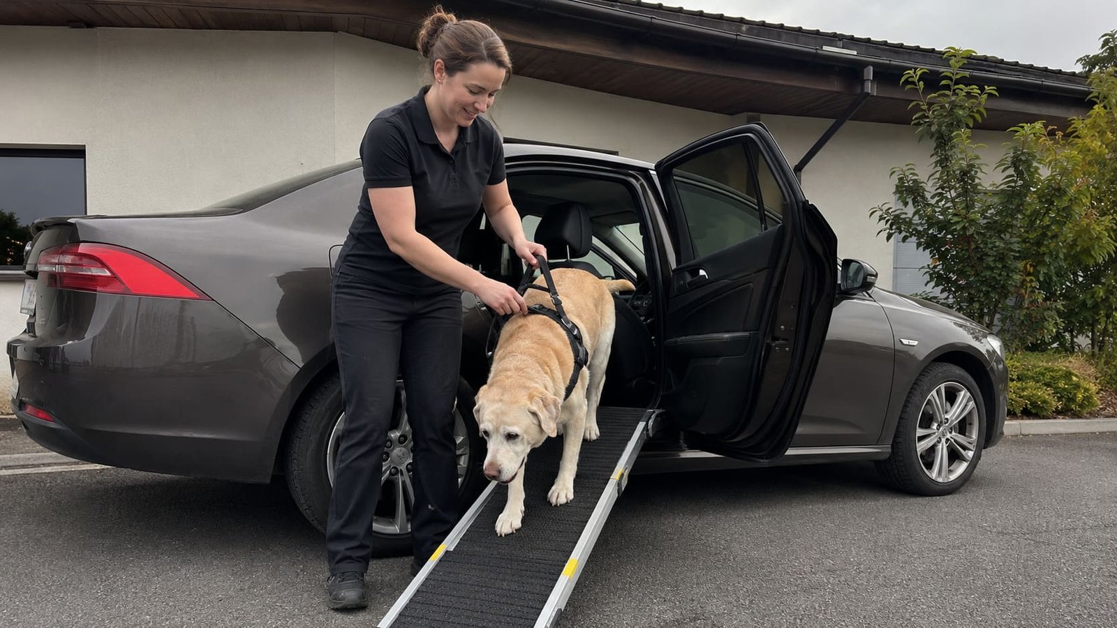 Handler helps a senior dog leave the vehicle using a ramp.