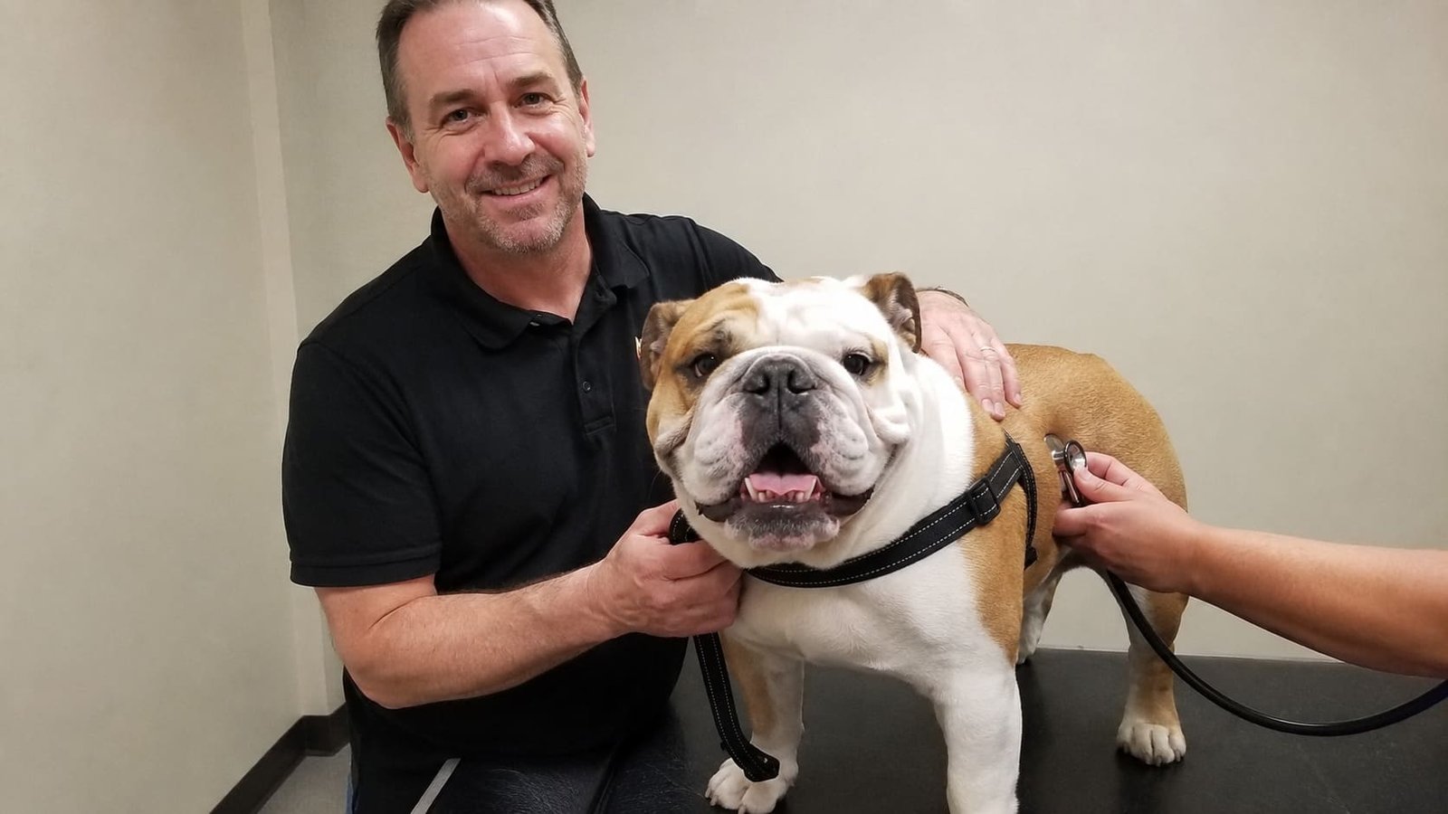 Handler steadies a bulldog during a pre-travel veterinary examination. Handler steadies a bulldog during a pre-travel veterinary examination.