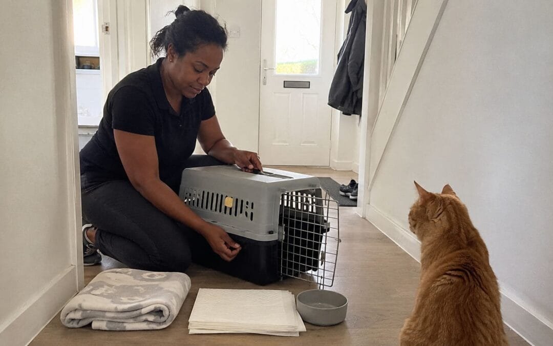 How Long Can a Cat Travel in a Car? What UK Owners Should Know Before a Long Drive