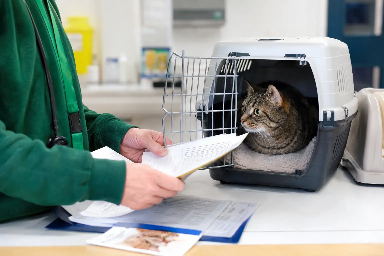Animal reception worker checking cat travel documents beside secure carrier- Illustrative Image Animal reception worker checking cat travel documents beside secure carrier- Illustrative Image