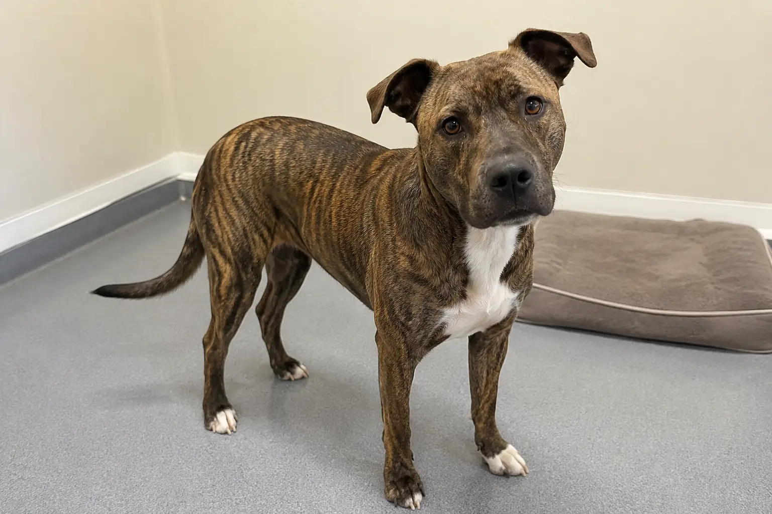 Brindle mixed breed rescue dog standing calmly in clean consultation room – Illustrative Image Brindle mixed breed rescue dog standing calmly in clean consultation room - Illustrative Image