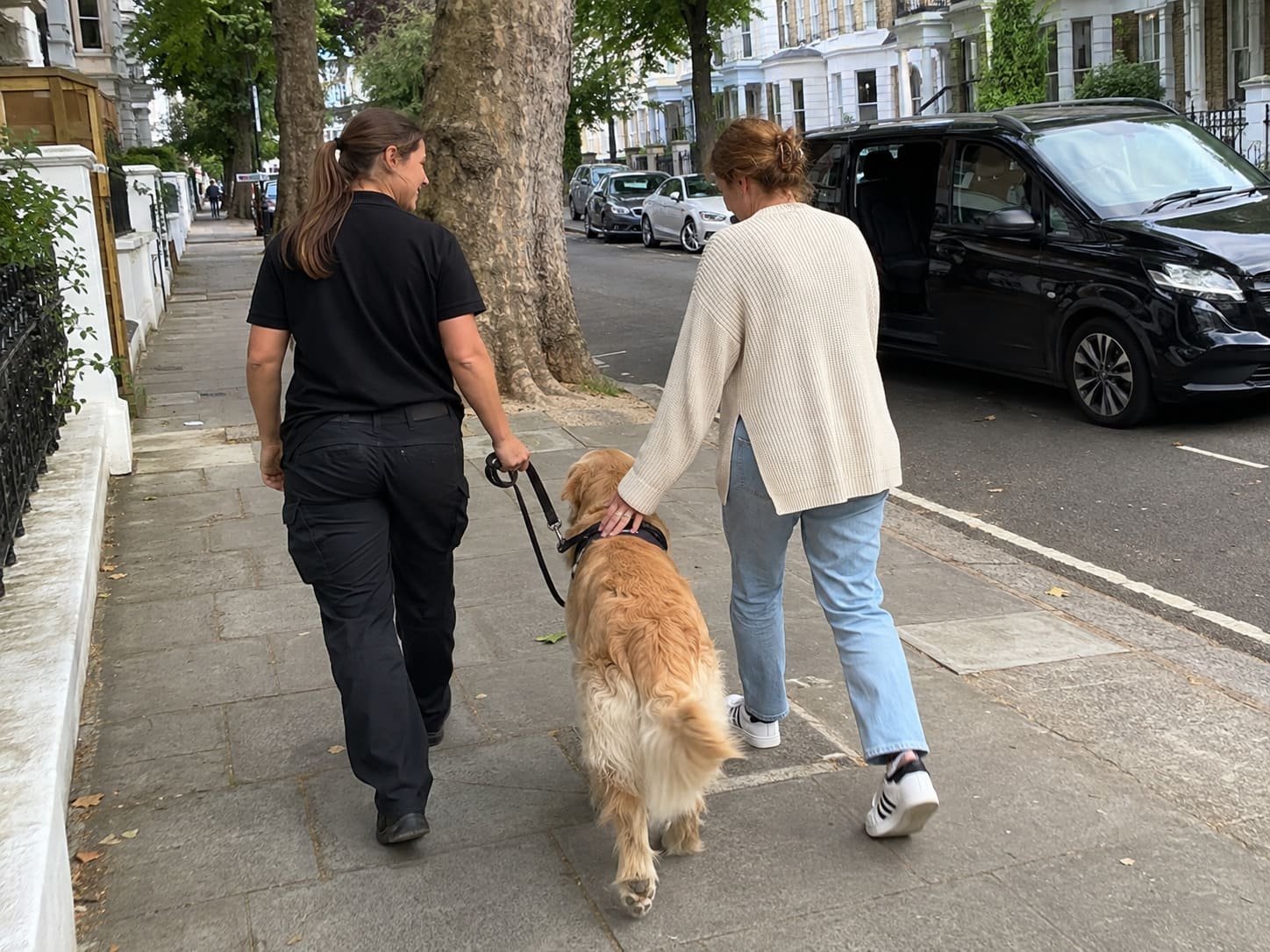 London dog transport professional walking a Golden Retriever with its owner