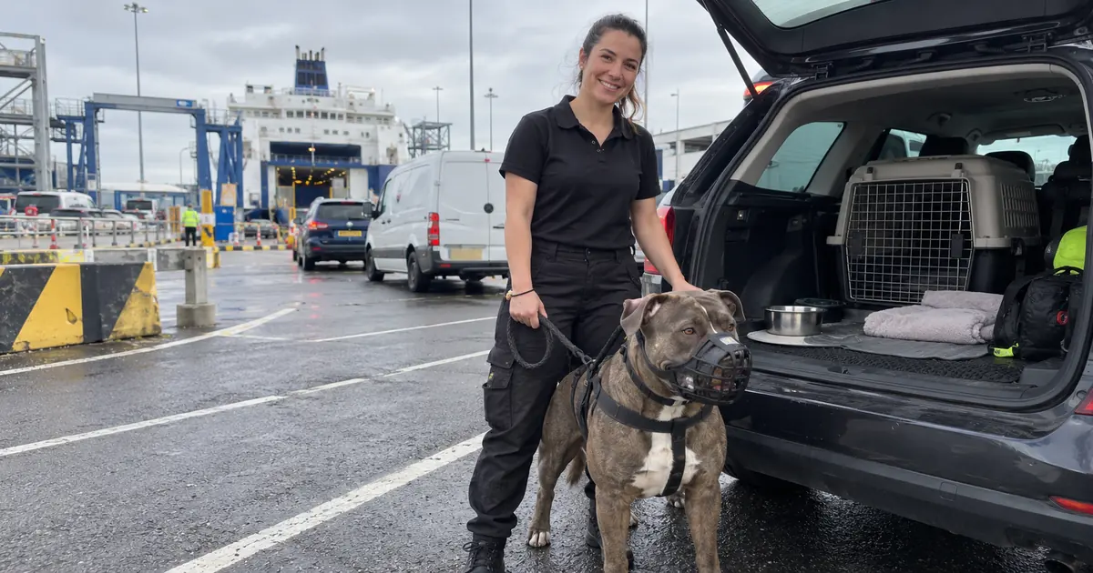 XL Bully at ferry terminal with pet handler - Illustrative Image XL Bully at ferry terminal with pet handler - Illustrative Image