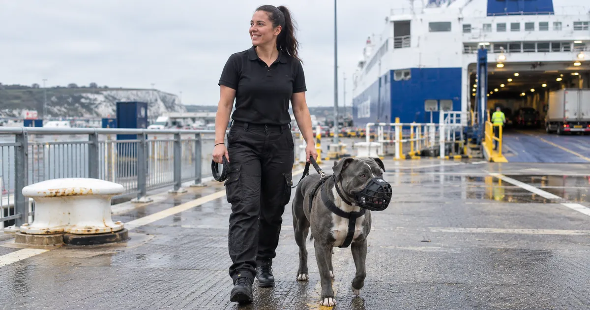 XL Bully walking at ferry port with pet handler - Illustrative Image XL Bully walking at ferry port with pet handler - Illustrative Image