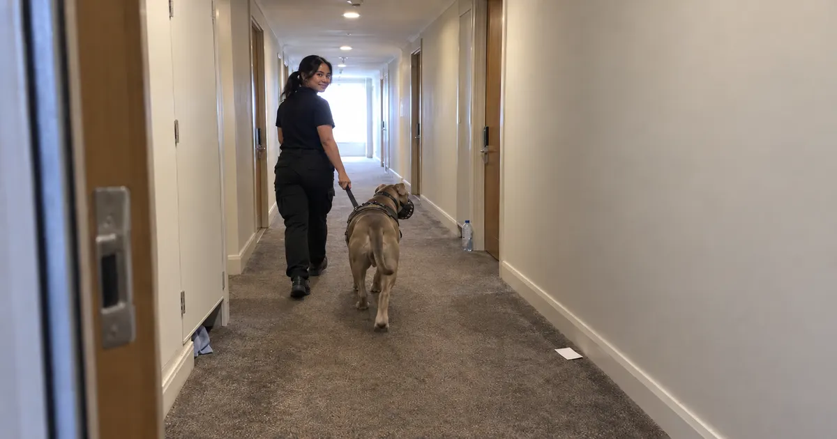 XL Bully walking through pet friendly hotel - Illustrative Image XL Bully walking through pet friendly hotel - Illustrative Image